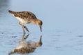 Ruff water bird Philomachus pugnax Ruff in water