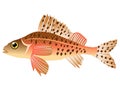 Ruffe Royalty Free Stock Photo