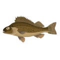 ruffe, brown river fish, cartoon illustration, isolated object on white background, vector Royalty Free Stock Photo