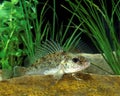 Ruffe, gymnocephalus cernua, Adult Royalty Free Stock Photo