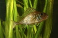 Ruffe, Gymnocephalus cernuus fish Royalty Free Stock Photo