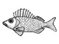 Ruffe Royalty Free Stock Photo