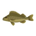 Ruffe pope eurasian fish Royalty Free Stock Photo