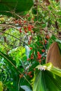 Ruffed fan palm Licuala grandis red fruit - Davie, Florida, USA Royalty Free Stock Photo