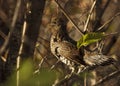 Ruffed Grouse