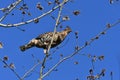 Ruffed Grouse bird sits perched in a tree Royalty Free Stock Photo