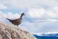 Ruffed Grouse Bonasa umbellus bird watching Royalty Free Stock Photo