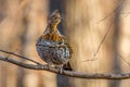 Ruffed Grouse Bonasa umbellus perched on a bare tree limb during autumn. Selective focus, background blur and foreground blur. Royalty Free Stock Photo