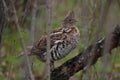 Ruffed Grouse Bonasa umbellus perched on a limb in Wisconsin Royalty Free Stock Photo