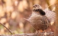 Ruffed Grouse, Bonasa umbellus Royalty Free Stock Photo