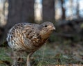 Ruffed Grouse Bonasa umbellus Royalty Free Stock Photo