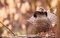 Ruffed Grouse, Bonasa umbellus Royalty Free Stock Photo