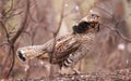 Ruffed Grouse, Bonasa umbellus Royalty Free Stock Photo