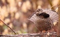 Ruffed Grouse, Bonasa umbellus Royalty Free Stock Photo