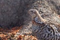 Ruffed grouse in camouflage in early spring in the wild