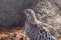 Ruffed grouse in camouflage in early spring in the wild