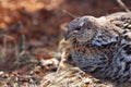 Ruffed grouse in camouflage in early spring in the wild