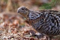 Ruffed grouse in camouflage in early spring in the wild