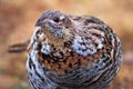 Ruffed grouse in camouflage in early spring in the wild