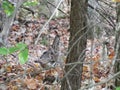 Ruffed Grouse camouflaged on forest floor