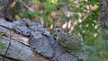 Ruffed Grouse in a Tree Royalty Free Stock Photo