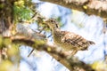 Ruffed Grouse in a Tree Royalty Free Stock Photo