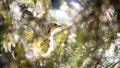 Ruffed Grouse in a Tree Royalty Free Stock Photo