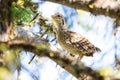 Ruffed Grouse in a Tree Royalty Free Stock Photo