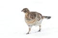 Ruffed grouse closeup walking around in the winter snow in Ottawa, Canada Royalty Free Stock Photo