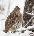 Ruffed grouse closeup walking around in the winter snow in Ottawa, Canada Royalty Free Stock Photo