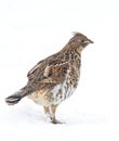 Ruffed grouse closeup walking around in the winter snow in Ottawa, Canada Royalty Free Stock Photo