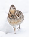 Ruffed grouse closeup walking around in the winter snow in Ottawa, Canada Royalty Free Stock Photo