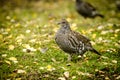 Ruffed Grouse in fall