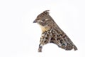 A Ruffed grouse closeup isolated against a white background walking around in the winter snow in Ottawa, Canada Royalty Free Stock Photo