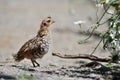 Ruffed grouse juvenile exploring the surroundings