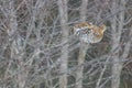 Ruffed grouse perched in a tree - taken on an overcast snowing winter day in Aitkin County, Minnesota Royalty Free Stock Photo