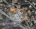 Ruffed grouse perched in a tree - taken on an overcast snowing winter day in Aitkin County, Minnesota Royalty Free Stock Photo