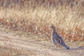 Ruffed grouse on a rural road in the Crex Meadows Wildlife Area in Northern Wisconsin