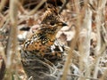Ruffed Grouse in springtime camouflaged in brush Royalty Free Stock Photo
