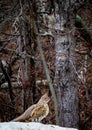 A Ruffed Grouse standing on top of a frozen pile of snow looking over to the right with trees and bushes in the background.