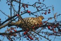 Ruffed Grouse in Tree Royalty Free Stock Photo