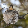 Ruffed grouse in a tree Royalty Free Stock Photo
