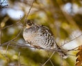 Ruffed grouse in a tree Royalty Free Stock Photo