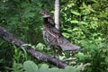 A ruffed grouse on a tree branch with leaves Royalty Free Stock Photo