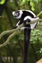 Ruffed Lemur Royalty Free Stock Photo