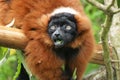 Ruffed lemur Amazed