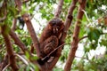 Collared brown lemur resting on tree