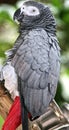 Ruffled African Grey Parrot