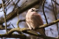 Ruffled bird Garrulus Glandarius Jay, Caucasian Eurasian Jay Royalty Free Stock Photo