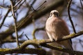 Ruffled bird Garrulus Glandarius Jay Royalty Free Stock Photo